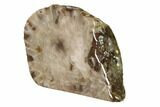 Free-Standing, Petoskey Stone (Fossil Coral) Section - Michigan #160267-1